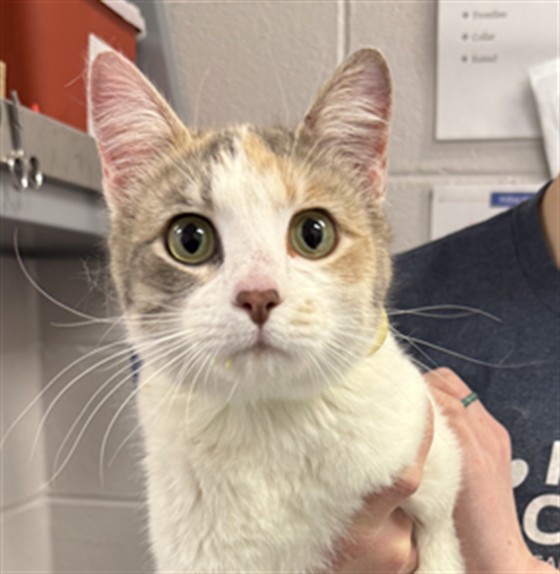  - Female - Domestic SH