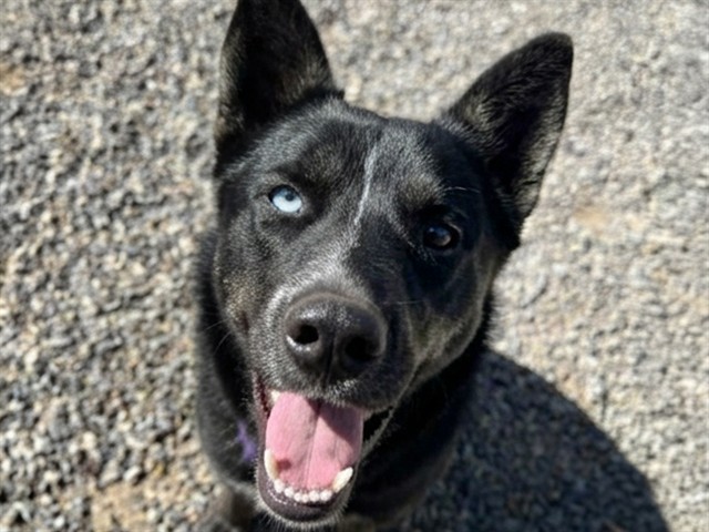 Oso - Male - Siberian Husky-Mix