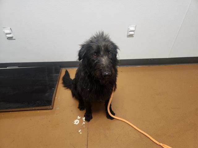  - Female - Standard Poodle-Mix