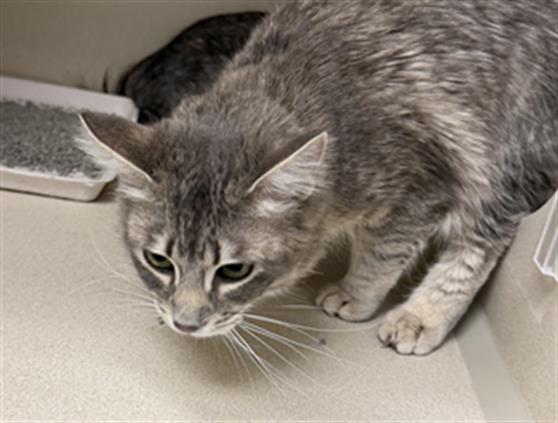  - Female - Domestic LH