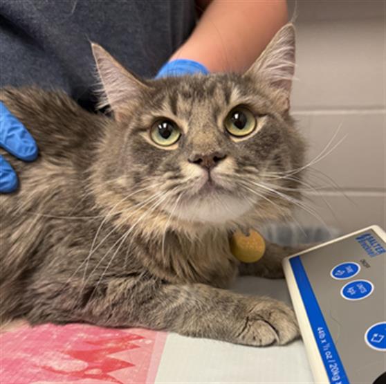  - Female - Domestic LH