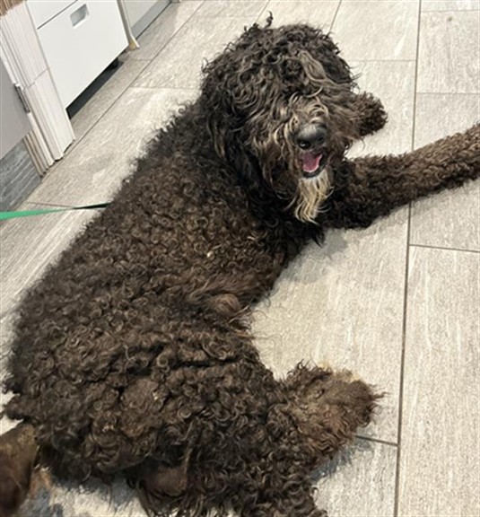  - Male - Standard Poodle