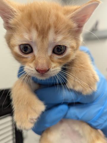  - Female - Domestic SH