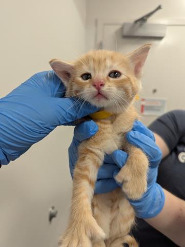  - Male - Domestic SH