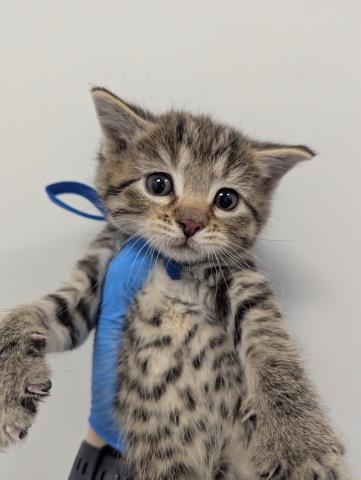  - Male - Domestic SH