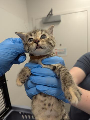  - Female - Domestic SH