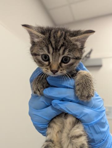  - Female - Domestic SH