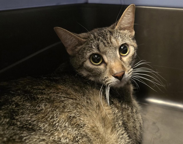  - Female - Domestic SH