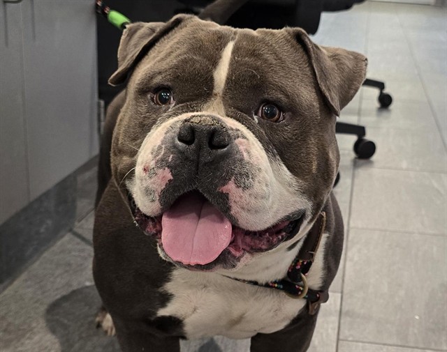  - Male - American Bulldog