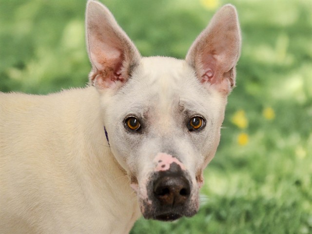 Johnny - Male - Pit Bull-Siberian Husky