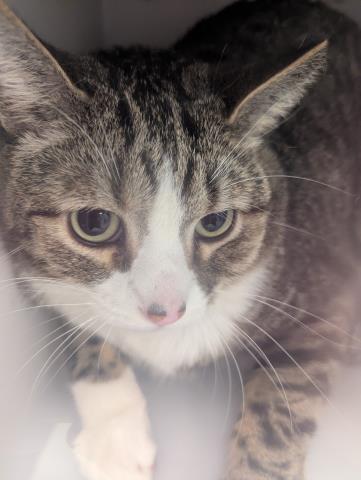  - Unknown - Domestic SH