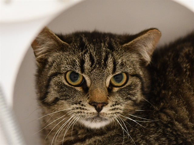 Tweed - Male - Domestic SH