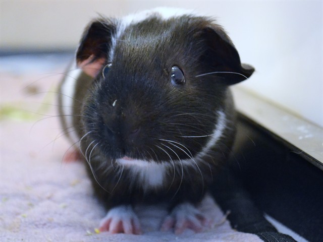 Guinea Mindy - Female - Guinea Pig