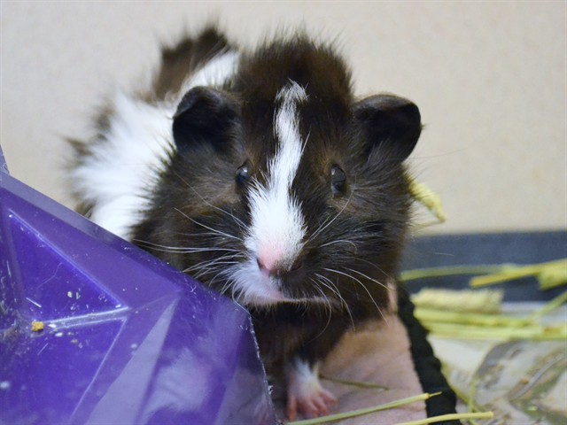 Beetle - Male - Guinea Pig