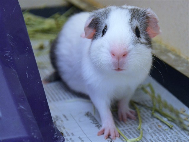 Butter Chicken - Male - Guinea Pig