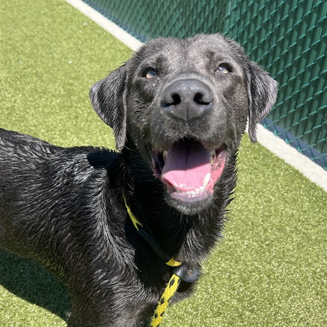 Phoenix - Male - Labrador Retriever