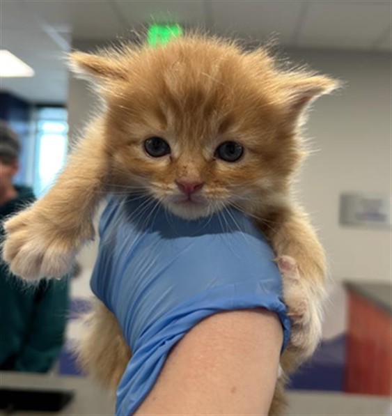 Jasper - Male - Domestic SH