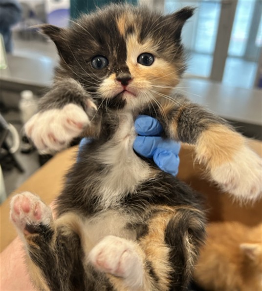 Venus - Female - Domestic SH