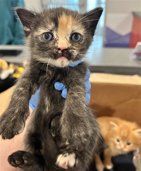 Gypsy - Female - Domestic SH