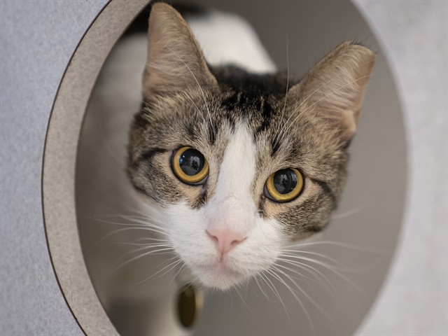 Carlo - Male - Domestic SH