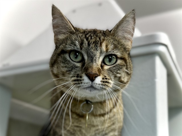 Dottie - Female - Domestic SH
