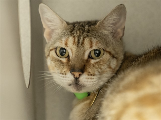 Sunny - Female - Domestic SH