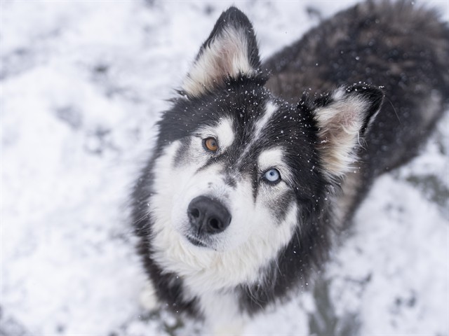 Makoa - Male - Siberian Husky