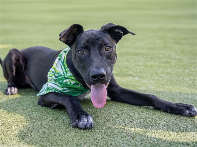 Echo - Male - Pit Bull-Mix