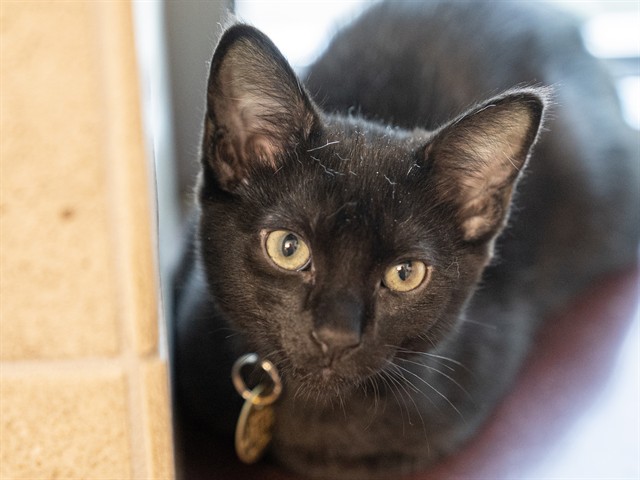 Calamari - Male - Domestic SH
