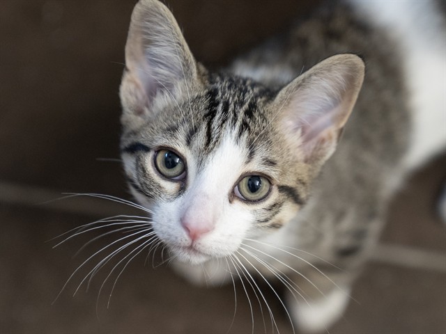 Hushpuppy - Male - Domestic SH