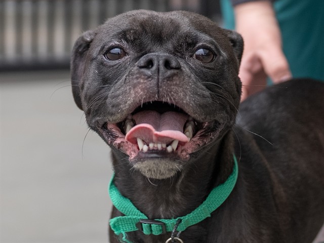 Maple - Female - Pit Bull-Pug