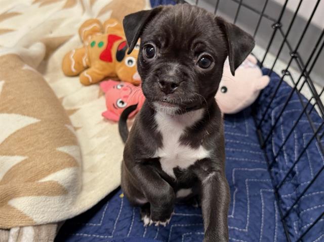 Donut - Female - Pug-Pit Bull