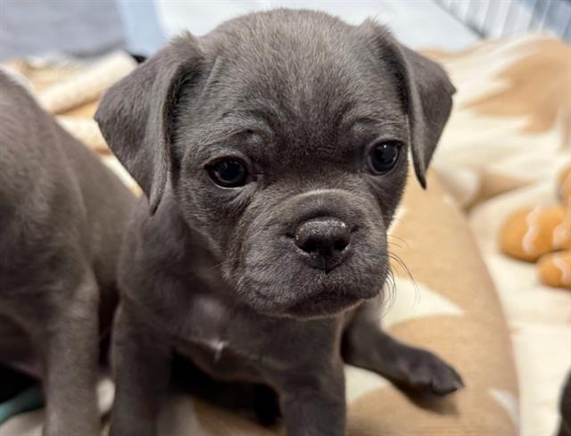 Bagel - Male - Pug-Pit Bull