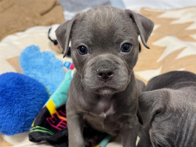 Waffles - Male - Pug-Pit Bull