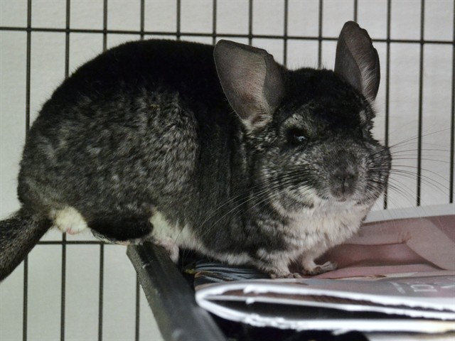 Charlie - Male - Chinchilla