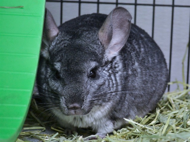 Snoopy - Male - Chinchilla