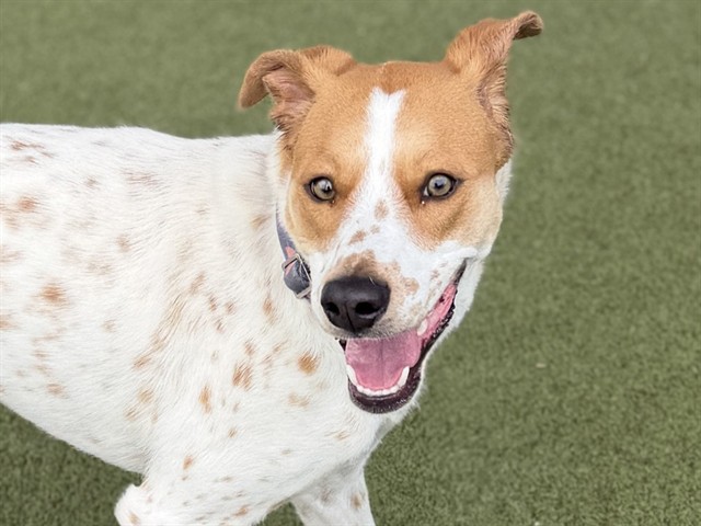 Honey - Female - Australian Cattle Dog-Mix