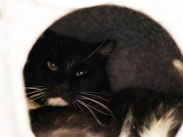 Tybalt - Male - Domestic SH