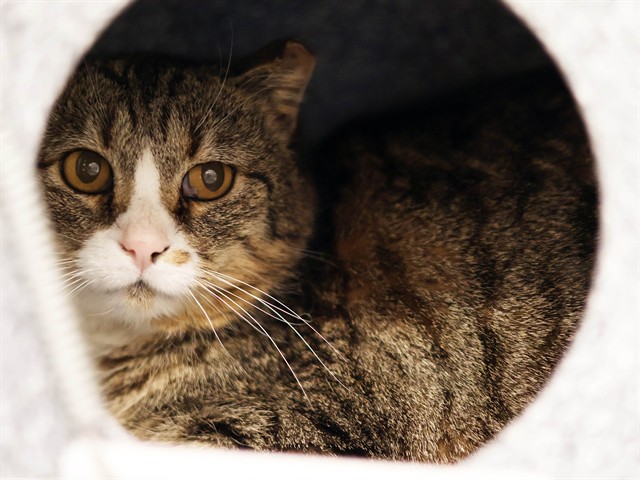 Rosie - Female - Domestic SH
