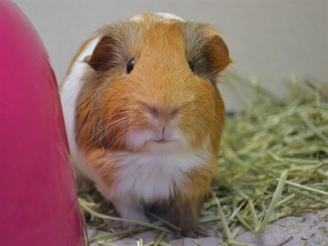 Calvin - Male - Guinea Pig