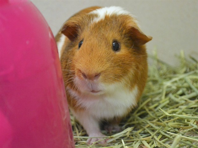 Hobbs - Male - Guinea Pig