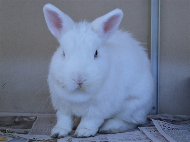Artemis - Female - Netherland Dwarf