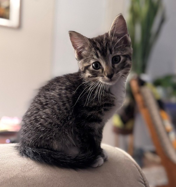 Begonia - Female - Domestic SH