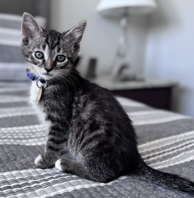 Clover - Male - Domestic SH