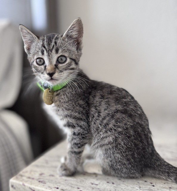 Daisy - Female - Domestic SH