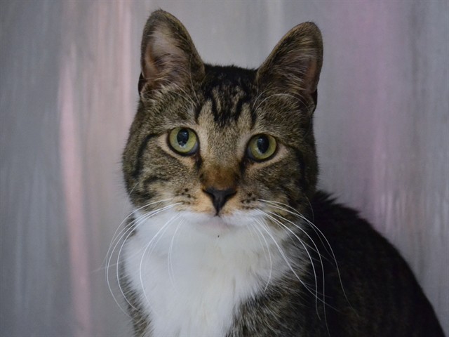 Chidi - Male - Domestic SH