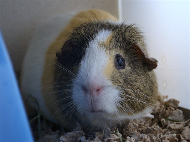 Twix - Male - Guinea Pig