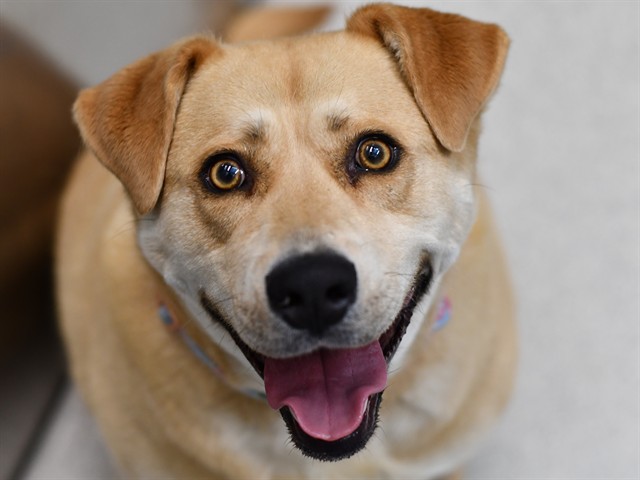 Delilah - Female - Labrador Retriever-Mix