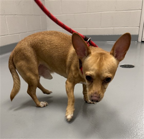 Cedar - Male - Chihuahua-Mix