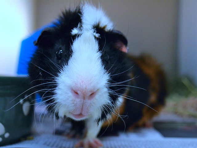 Kratos - Male - Guinea Pig